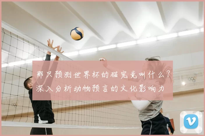 那只预测世界杯的猫究竟叫什么？深入分析动物预言的文化影响力